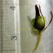  Capsule and articulated pedicel